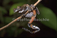 : Dendropsophus acreanus