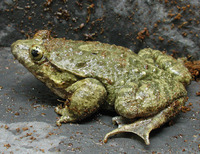 : Discoglossus montalentii; Corsican Painted Frog