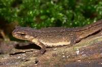 : Lissotriton vulgaris vulgaris; Smooth Newt