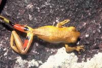 : Litoria revelata; Whirring Tree Frog