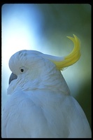 : Cacatua galerita; Sulphur-crested Cockatoo