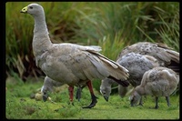 : Cereopsis novaehollandiae; Cape Barren Goose