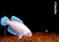: Austrolebias nigripinnis albina