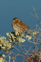 : Passerculus sandwichensis beldingi; Belding's Savannah Sparrow