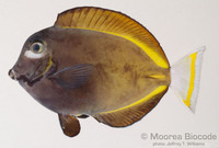 : Gymnothorax fimbriatus