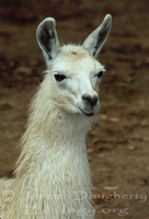 : Lama glama; Llama