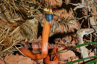 : Naja pallida; Red Spitting Cobra