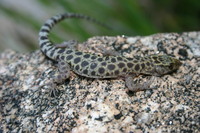 : Xantusia henshawi; Granite Night Lizard