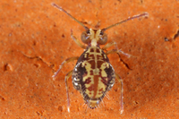 : Ptenothrix cf maculosa; Globular Springtail