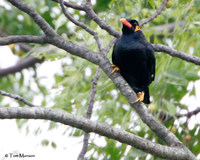 Hill Myna