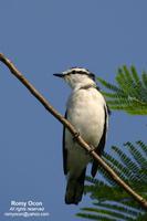 Pied Triller (male) Scientific name - Lalage nigra