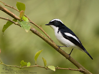 Little Pied Flycatcher (male) Scientific name - Ficedula westermanni