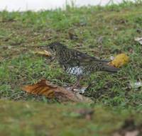 Scaly Thrush, Doi Ang Khang