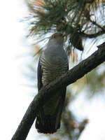 Cuculus saturatus Oriental Cuckoo ツツドリ