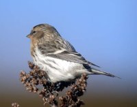 Arctic Redpoll