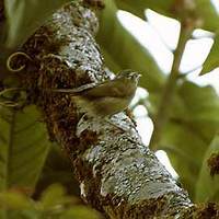 Buff-barred Warbler Phylloscopus pulcher