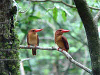 Ruddy Kingfishers have been seen during FONT Japan Tours in the Spring
