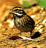 노랑눈썹멧새 (Emberiza chrysophrys)