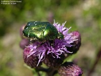 Guldbasse (Cetonia aurata) Foto/billede af