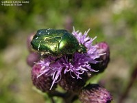 Guldbasse (Cetonia aurata) Foto/billede af