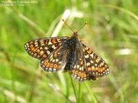 Hedepletvinge (Euphydryas aurinia) Foto/billede af