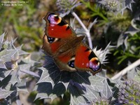 Dagpåfugleøje (Inachis io)  Foto/billede af