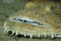 Havtaske (Lophius piscatorius) Foto/billede af