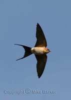 Red-rumped Swallow (Hirundo daurica)