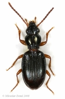 Sinechostictus decoratus
