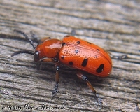 Crioceris duodecimpunctata - Spotted Asparagus Beetle