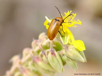 Exosoma lusitanicum