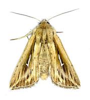 Mythimna l-album - L-album Wainscot