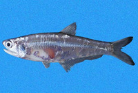 Anchoa walkeri, Walker's anchovy: fisheries