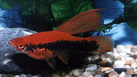 Xiphophorus hellerii, Green swordtail: aquarium