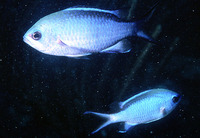 Chromis cyanea, Blue chromis: aquarium