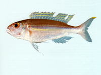Nemipterus nematopus, Yellow-tipped threadfin bream: fisheries