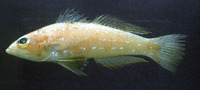 Chelidoperca hirundinacea, : fisheries