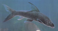 Semilabeo notabilis, : fisheries