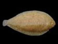 Synaptura megalepidoura, :