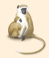 Image of: Chlorocebus aethiops (vervet monkey)