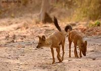 Image of: Cuon alpinus (dhole)