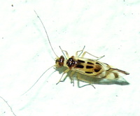 Graphopsocus cruciatus
