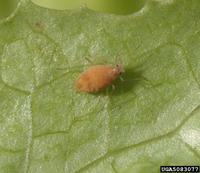 Acyrthosiphon lactucae