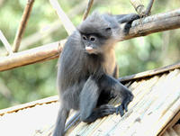 Image of: Trachypithecus phayrei (Phayre's leaf monkey)