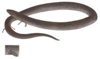 Image of: Amphiuma means (two-toed amphiuma)