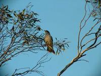 Manorina flavigula - Yellow-throated Miner