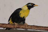 Mino anais - Golden-breasted Mynah