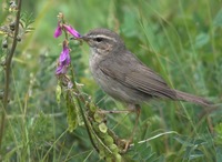 Phylloscopus fuscatus - Dusky Warbler