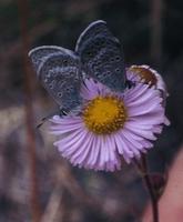 Image of: Lycaena