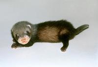 Mustela putorius furo - Ferret